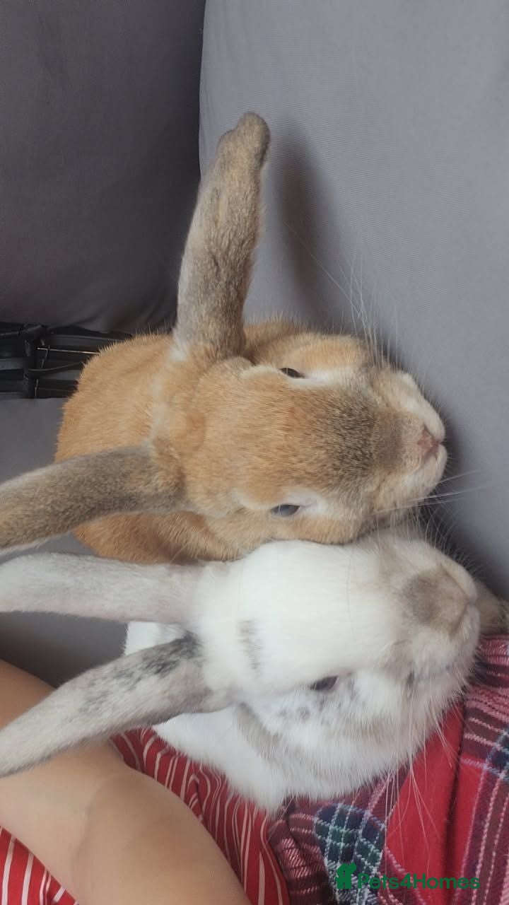 Mixed Breed rabbits Bambi and thumper - Advert 1