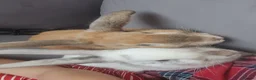Mixed Breed rabbits for sale: Bambi and thumper in Manchester - Advert 1