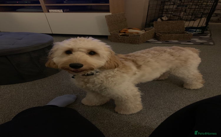 Cockapoo dogs Male Cockapoo (Ralph) - Advert 1