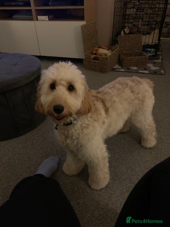 Cockapoo dogs Male Cockapoo (Ralph) - Advert 1