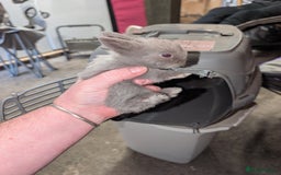 Lionhead rabbits for sale: Lion head baby's  - Image 6