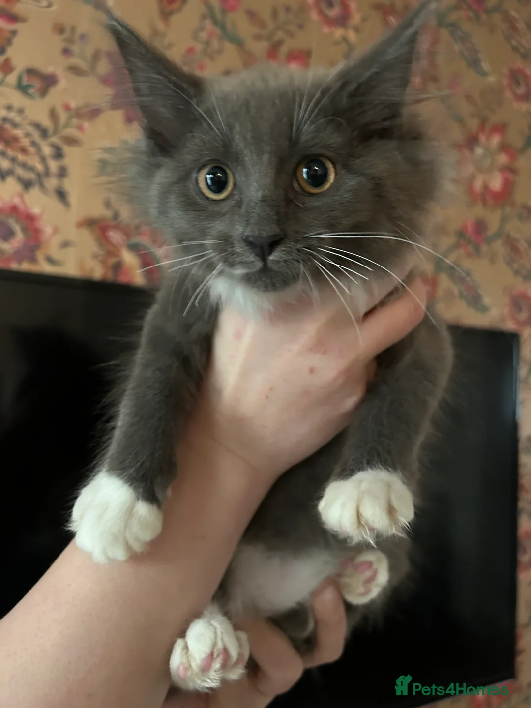 Maine Coon cats for sale: Maine coon cross - Advert 6