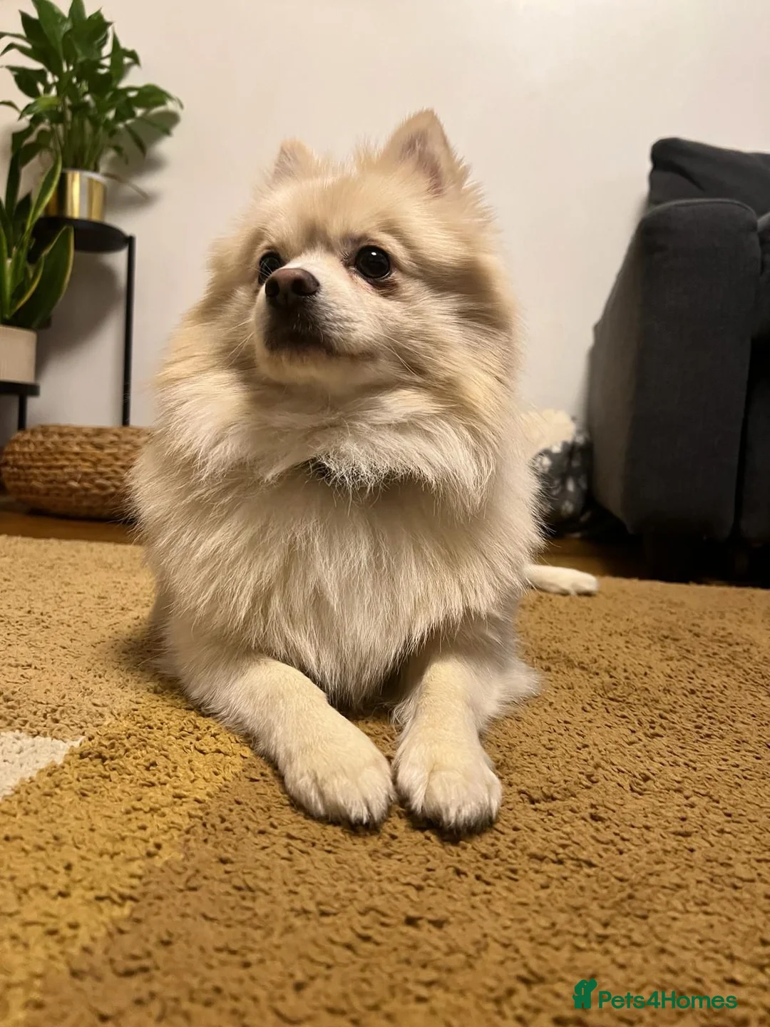 Pomeranian dogs for sale: Gorgeous and Fluffy Pomeranian puppies for SALE - Advert 13