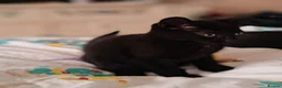 Mixed Breed cats for sale: Gorgeous black kitten male - Advert 5