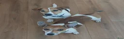 Jack Russell dogs for sale: Jack Russell Puppies for sale - Advert 4