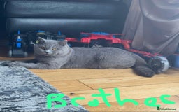 British Shorthair cats for sale: Gorgeous health tested British Blue short/longhair - Image 6
