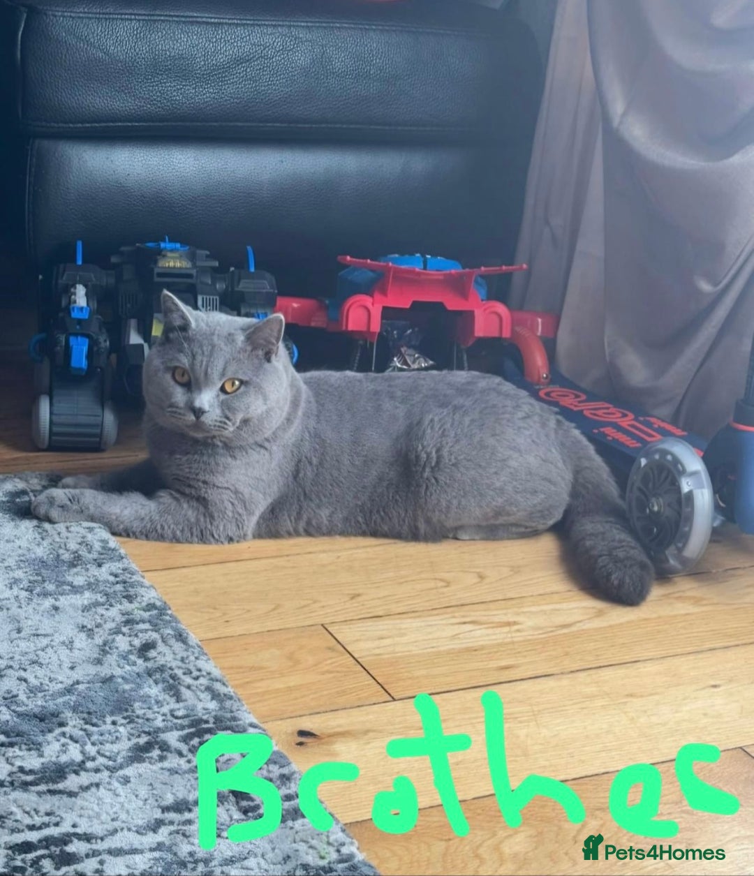 British Shorthair cats for sale: Gorgeous health tested British Blue short/longhair - Image 6