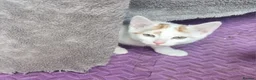 Mixed Breed cats for sale: 2 GINGER&WHITE kittens left 1 male and 1 female  in Wakefield - Advert 2