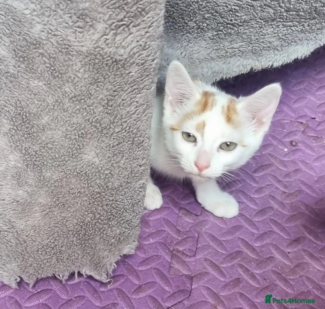 Mixed Breed cats for sale: 2 GINGER&WHITE kittens left 1 male and 1 female  in Wakefield - Advert 2