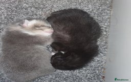 Domestic Shorthair cats for sale: Kittens looking for their new home - Image 3