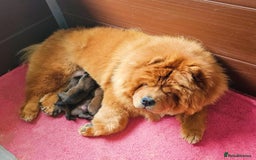 Chow Chow dogs for sale: Crufts Best of Breed pedigree  - Image 11