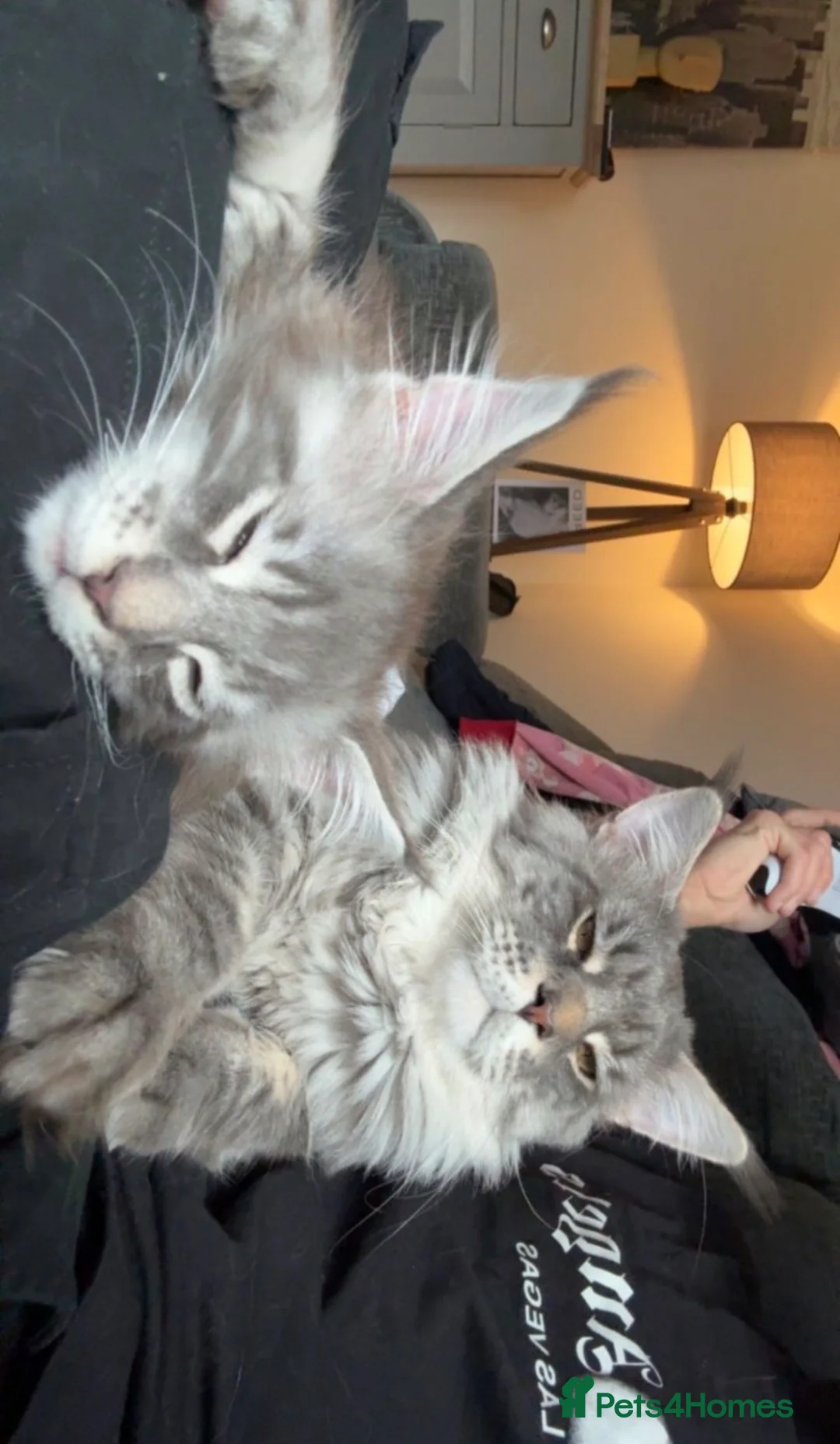 Maine Coon cats for sale: maine coon kittens  - Advert 2