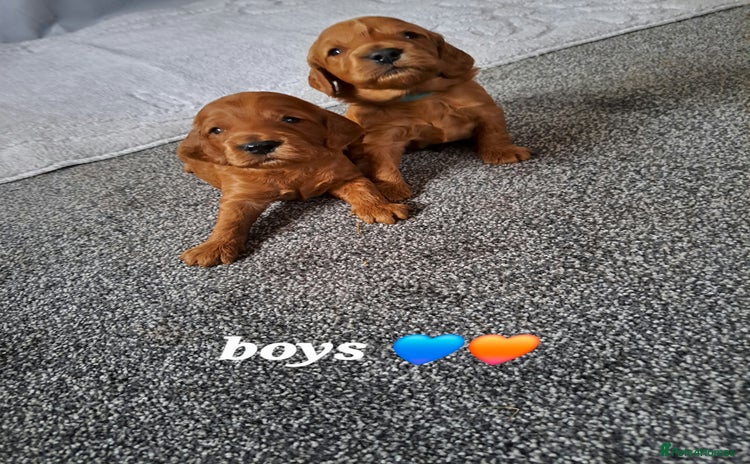 Cockapoo dogs F1 Toy fox red cockerpoos ready to leave 23rd Dec! - Advert 2