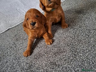 Cockapoo dogs F1 Toy fox red cockerpoos ready to leave 23rd Dec! - Advert 6