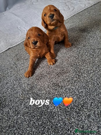 Cockapoo dogs F1 Toy fox red cockerpoos ready to leave 23rd Dec! - Advert 2