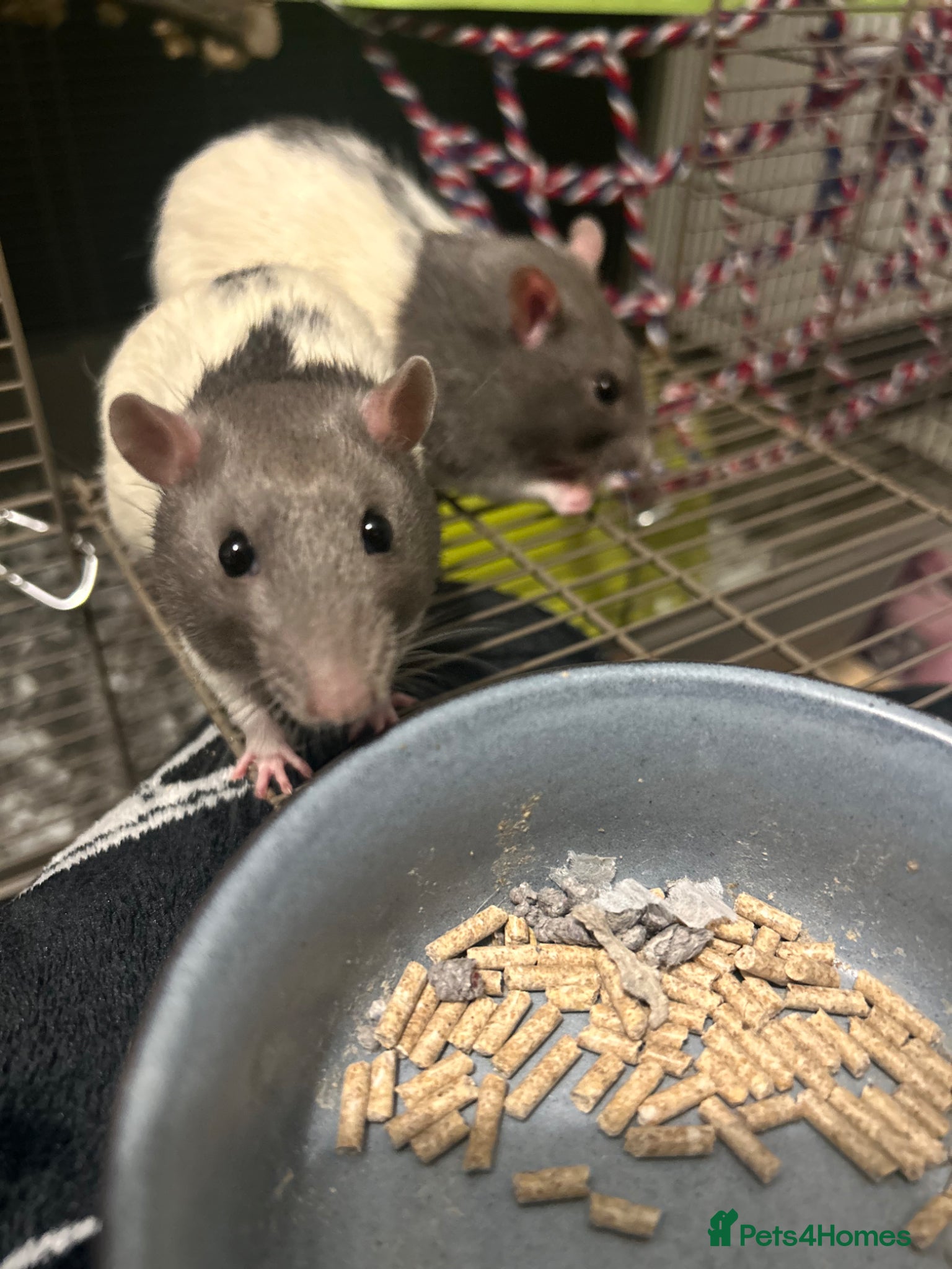 Rat rodents 2 rat brothers.  - Advert 1