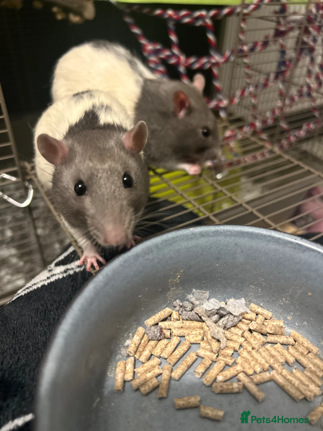 Rat rodents for sale: 2 rat brothers.  in Swindon - Advert 1