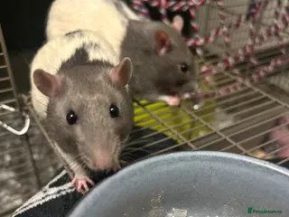 Rat rodents 2 rat brothers. - Advert 1