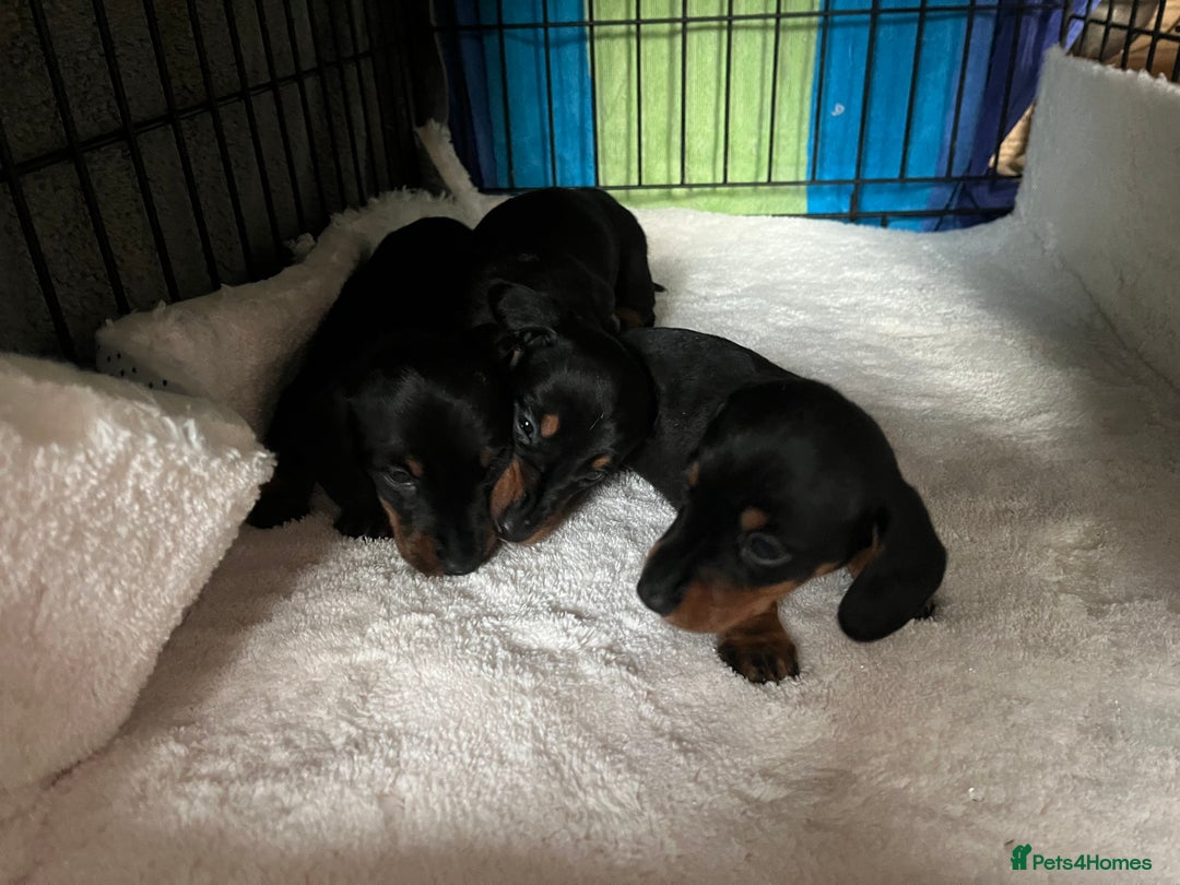 Miniature Dachshund dogs for sale: Gorgeous mini dachshund puppies  - Image 2