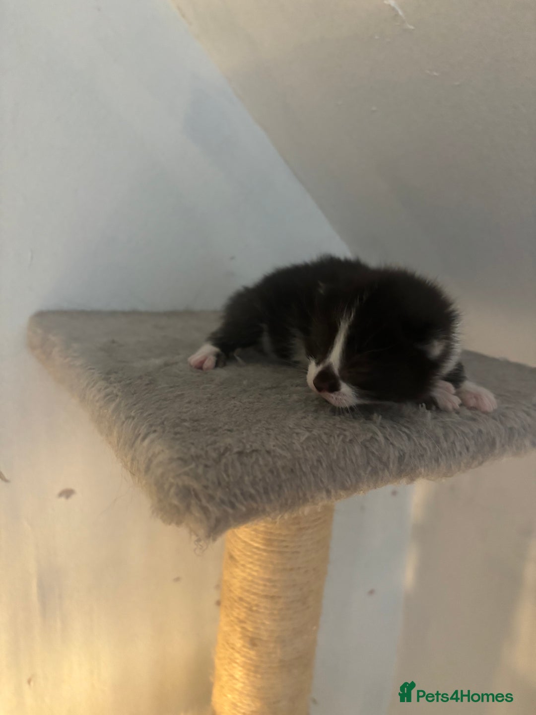 Mixed Breed cats for sale: 3 kittens for sale - Image 1