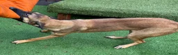 Belgian Shepherd Dog dogs for sale: 8 Month Old Mali/Dutch Female Pup BRN 56036 - Advert 7