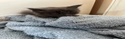 Mixed Breed cats for sale: Beautiful very friendly long haired kittens  - Advert 16
