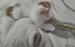 American Shorthair cats for sale: Lovely little kittens, lots of different colours! - Image 9