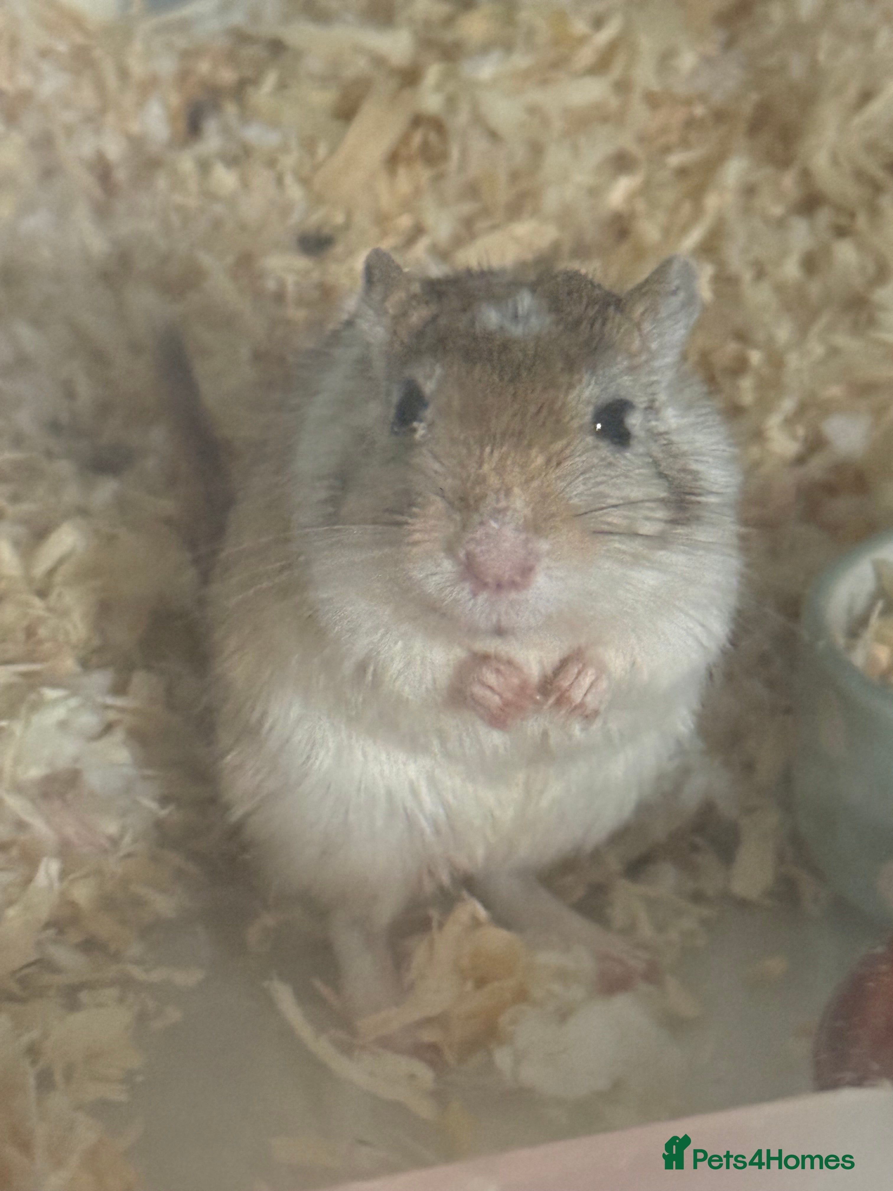 Gerbil rodents Lone Female Gerbil  in Banstead - Advert 18