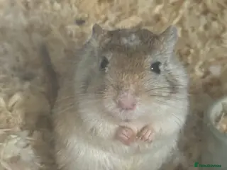 Gerbil rodents Lone Female Gerbil in Banstead - Advert 18