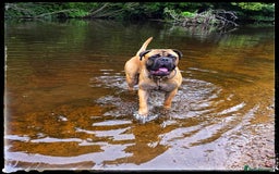 Bullmastiff dogs for stud: BAD MOON KENNELS - Image 5