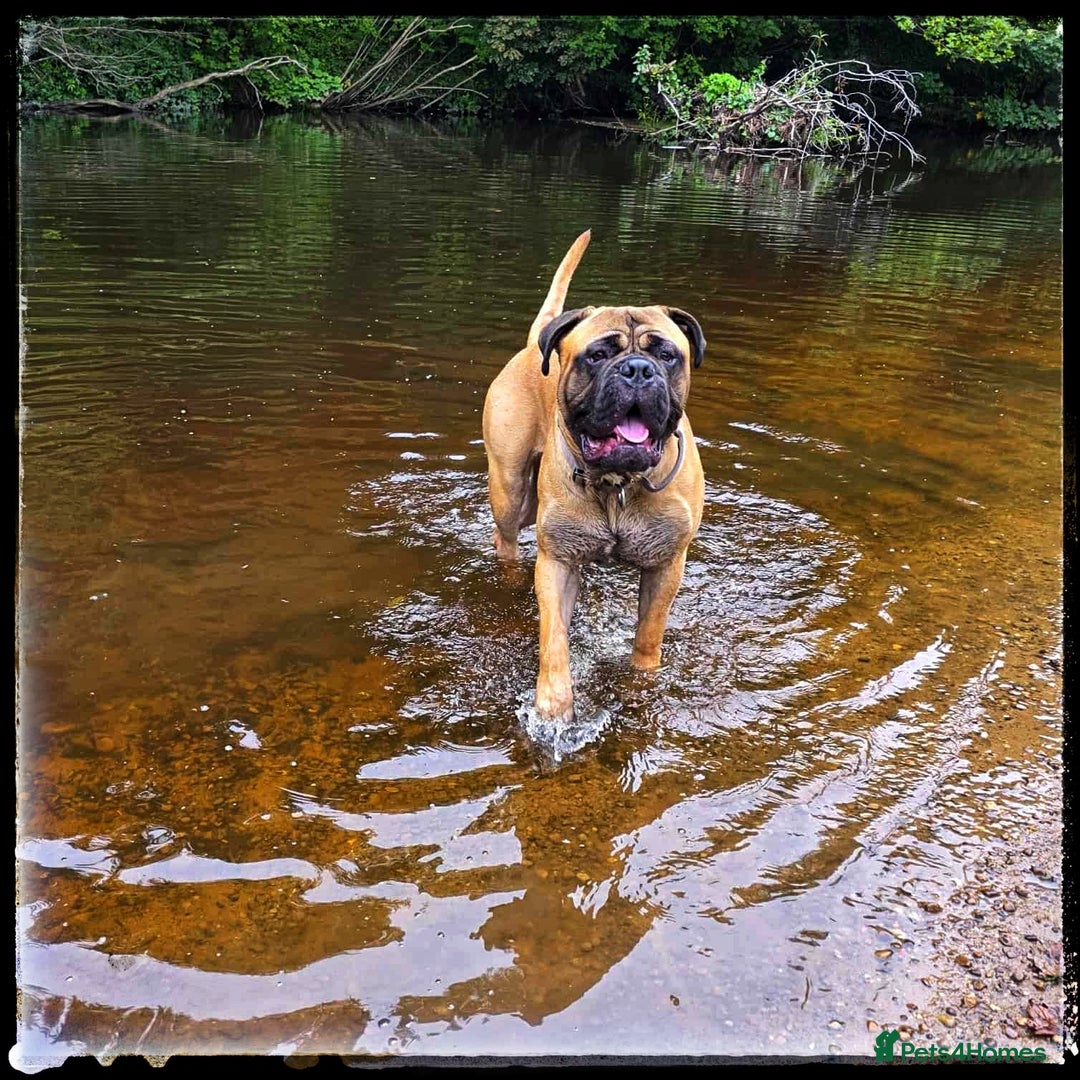 Bullmastiff dogs for stud: BAD MOON KENNELS - Image 5