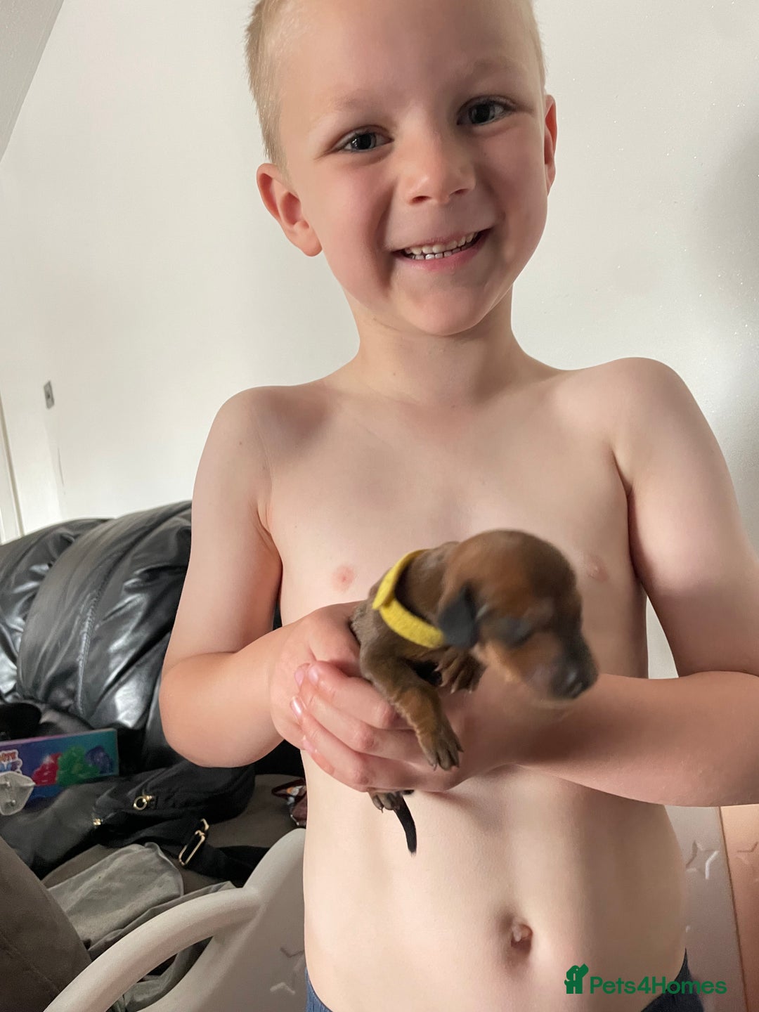 Dachshund dogs for sale: Ready now! Dachshund puppy/sausage dog 1 girl left - Image 13