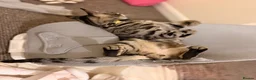 Bengal cats for sale: 🖤Triple Grand Champion — TICA - Registered Bengal - Advert 3
