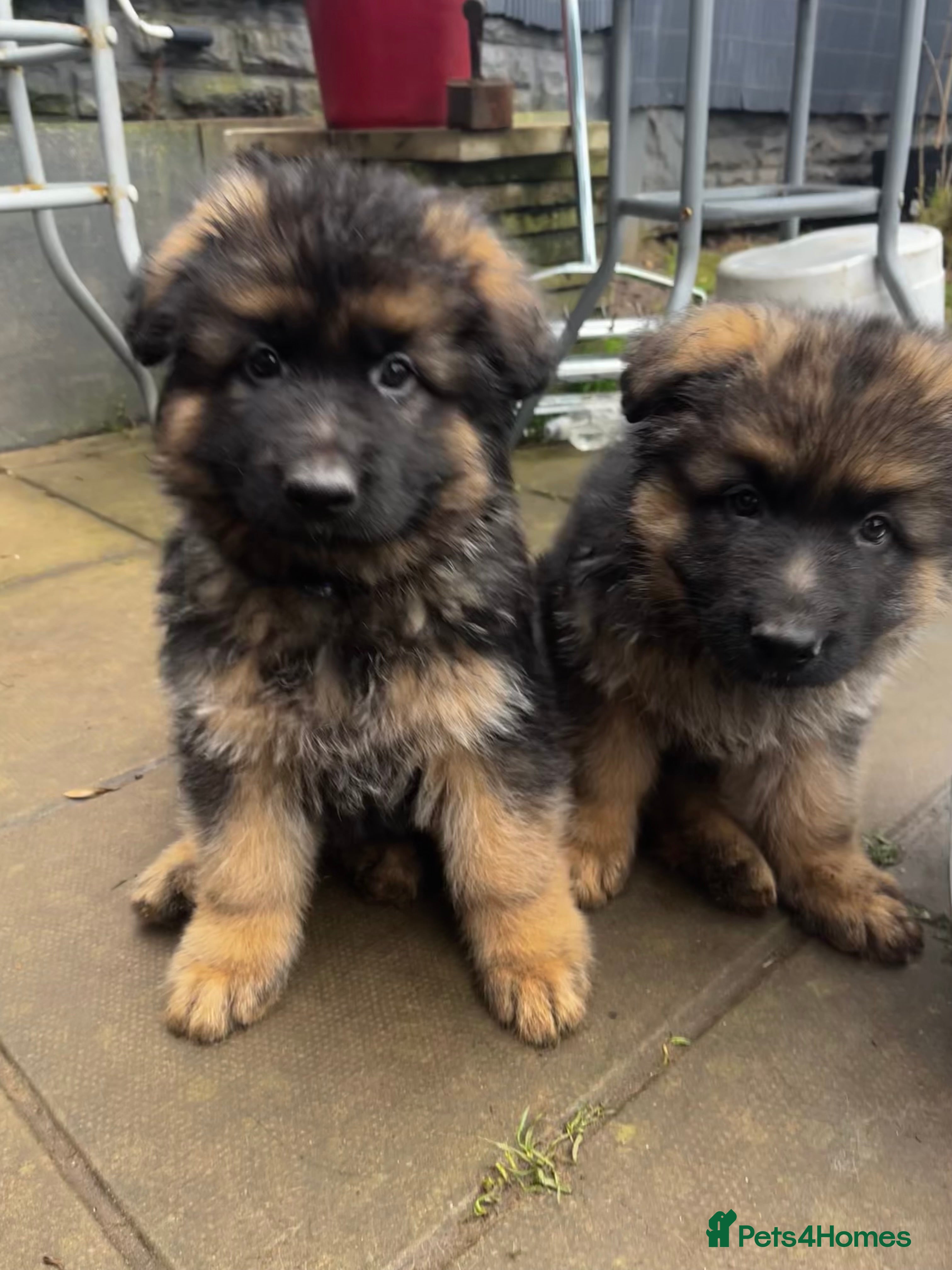 German Shepherd dogs Beautiful German Shepherd Puppies Kc Registered  - Advert 11