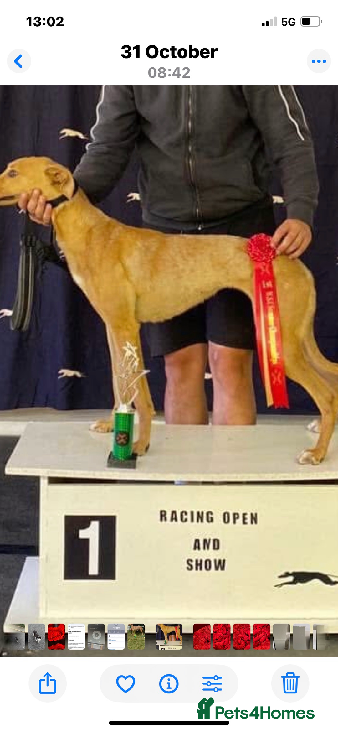 Mixed Breed dogs for sale: Beddlington/whippet/greyhound - Advert 2