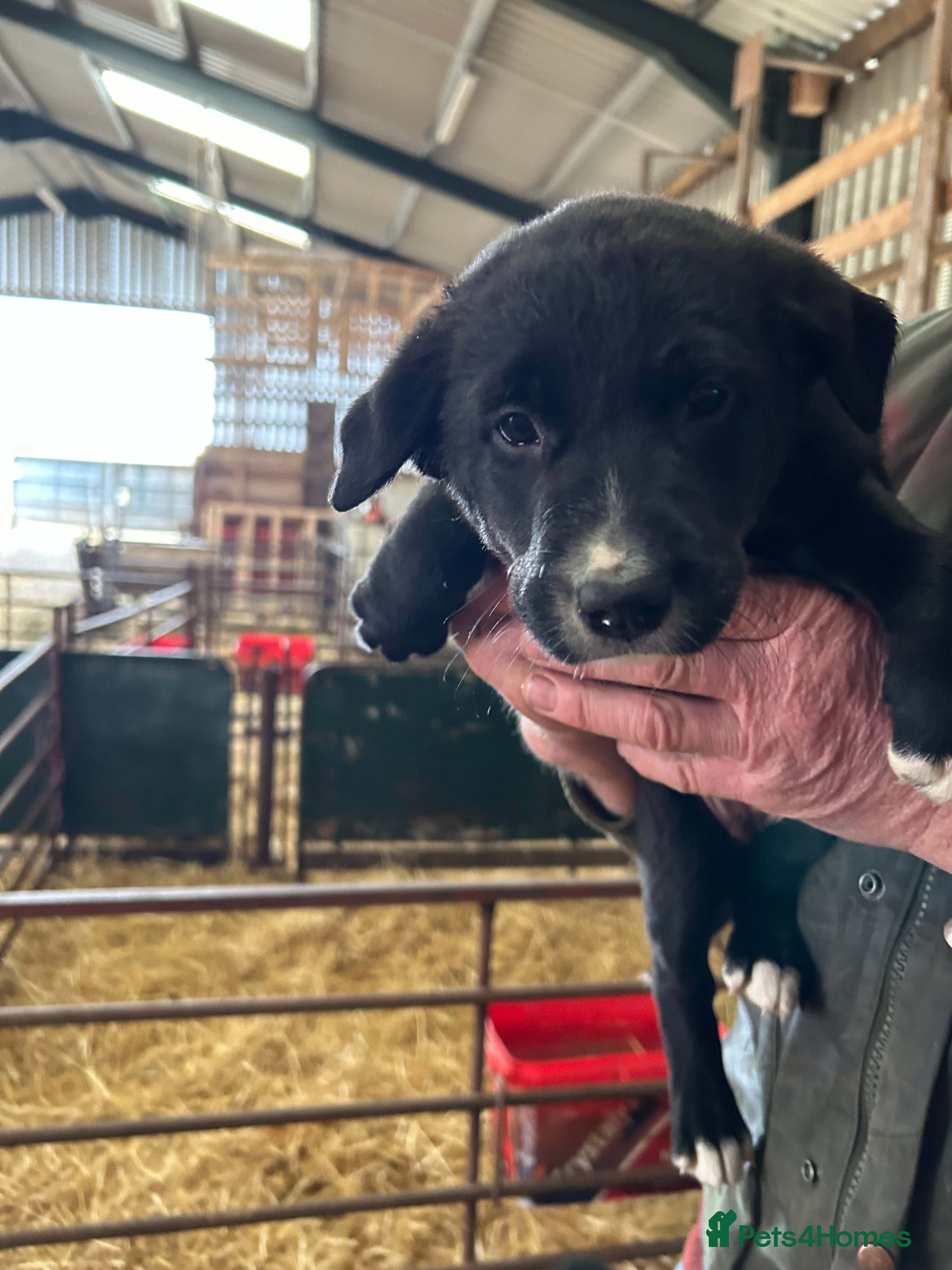 Border Collie dogs Border collie pups for sale - Advert 2