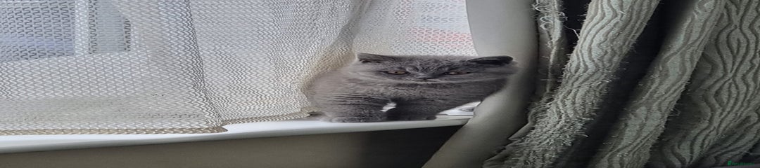 Grey colar Female