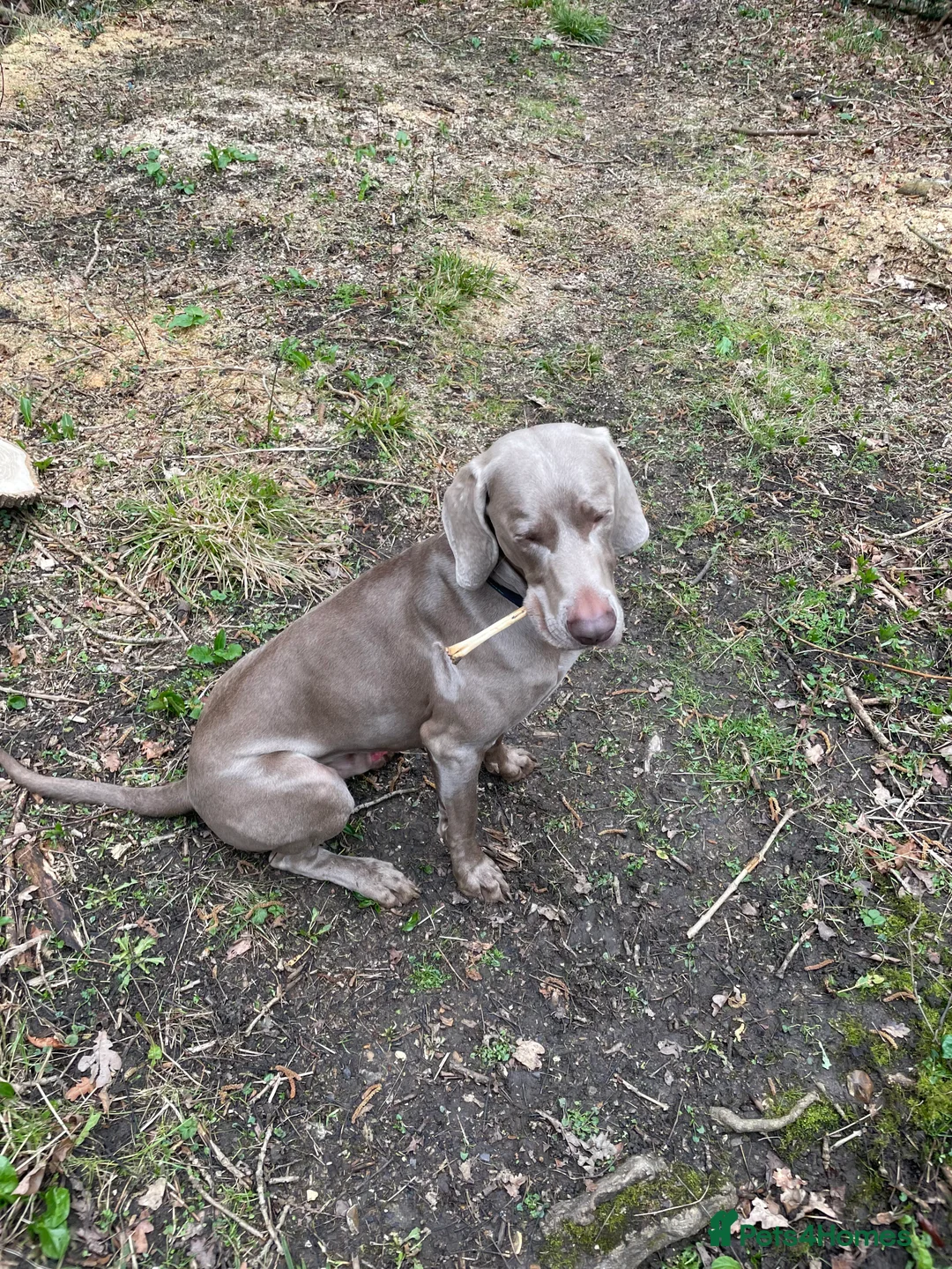Weimaraner dogs for stud: KC Registered Weimaraner Stud 'Hero' in Eastleigh - Advert 6