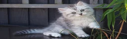 Persian cats for sale: Simply Stunning Persian Kittens  in Warrington - Advert 9