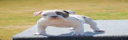 Old Tyme Bulldog dogs for sale: 23 years 5⭐️licensed Registered Breeder.  - Advert 8