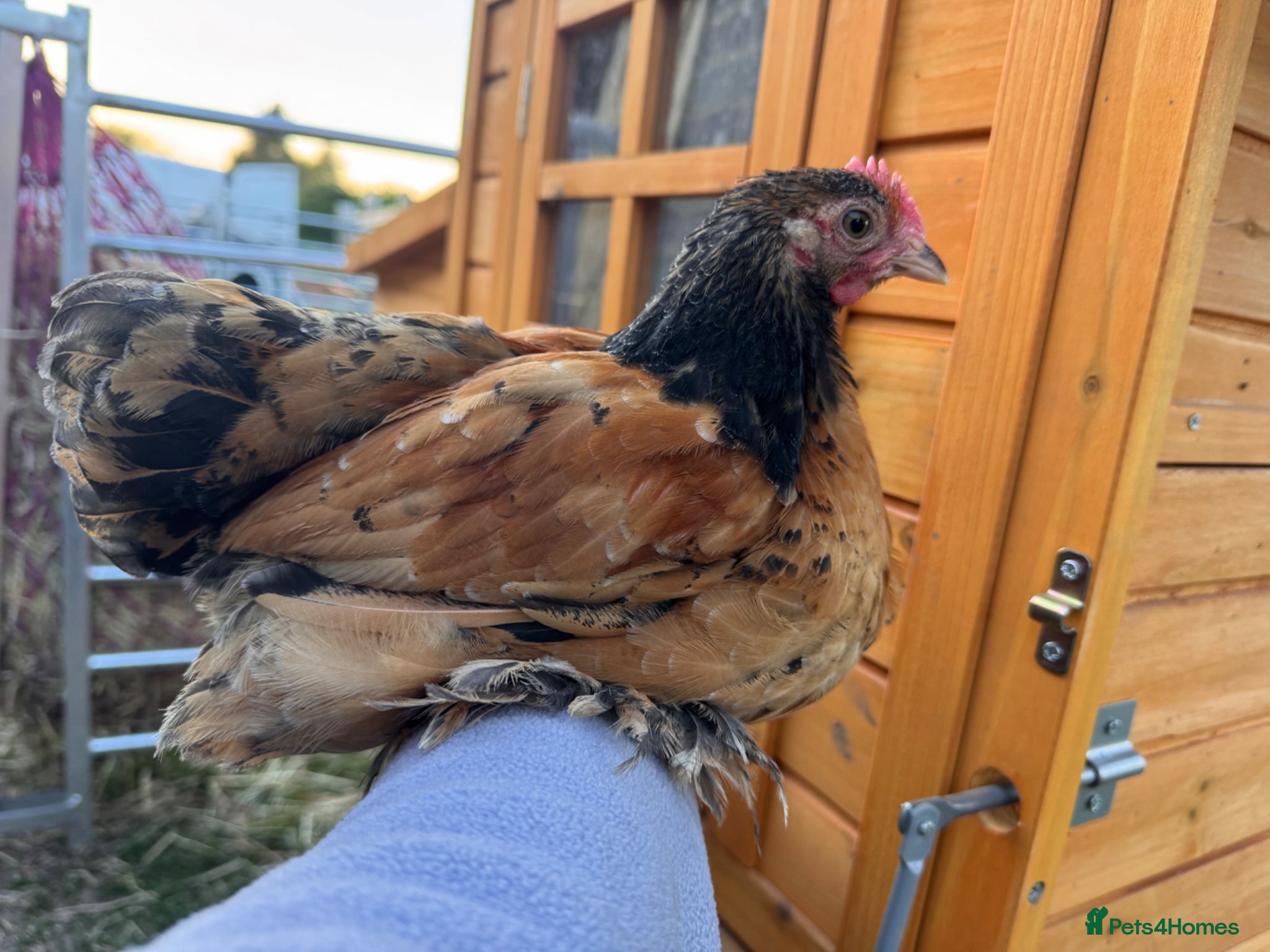 Chickens poultry Pekin bantam cockerels  - Advert 2