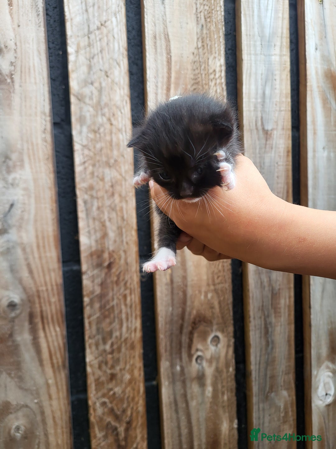Mixed Breed cats for sale: Black and white farm bred kittens  - Image 7