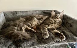 Maine Coon cats for sale: Stunning TICA Registered Maine Coon Boys Available - Image 8