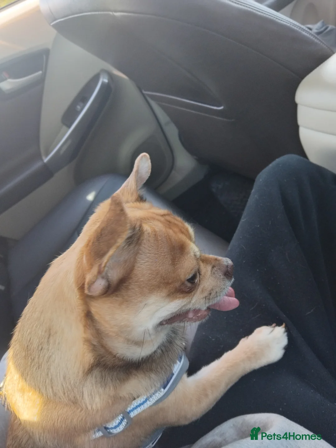 Mixed Breed dogs for sale: Teddy 3 year old male - Advert 2