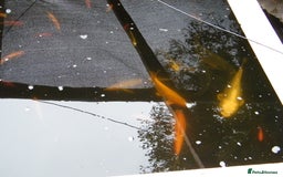 Koi Carp fish for sale: pond clearence koi sturgeon carp - Image 9
