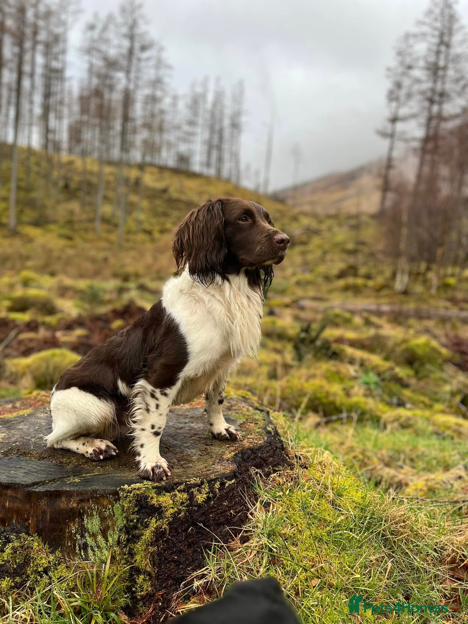 English Springer Spaniel dogs KC ESS, Heavily Marked DNA Clear - Advert 2