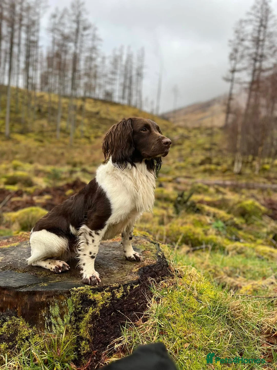 English Springer Spaniel dogs for stud: KC ESS, Heavily Marked DNA Clear - Advert 1