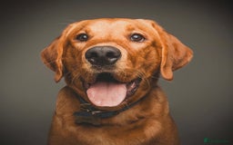Labrador Retriever dogs for sale: Sykehead are expecting Fox Red lab pups  - Image 20