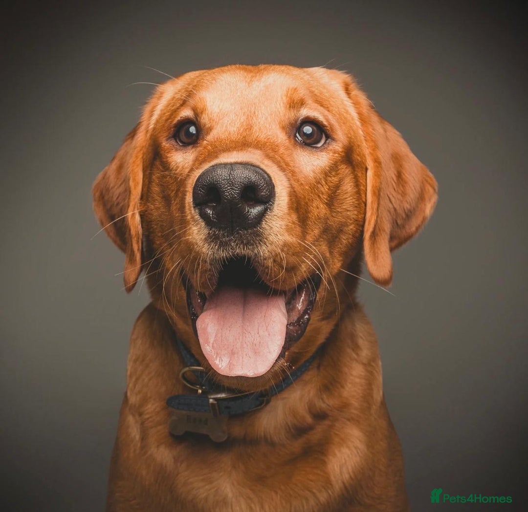 Labrador Retriever dogs for sale: Sykehead are expecting Fox Red lab pups  - Image 20