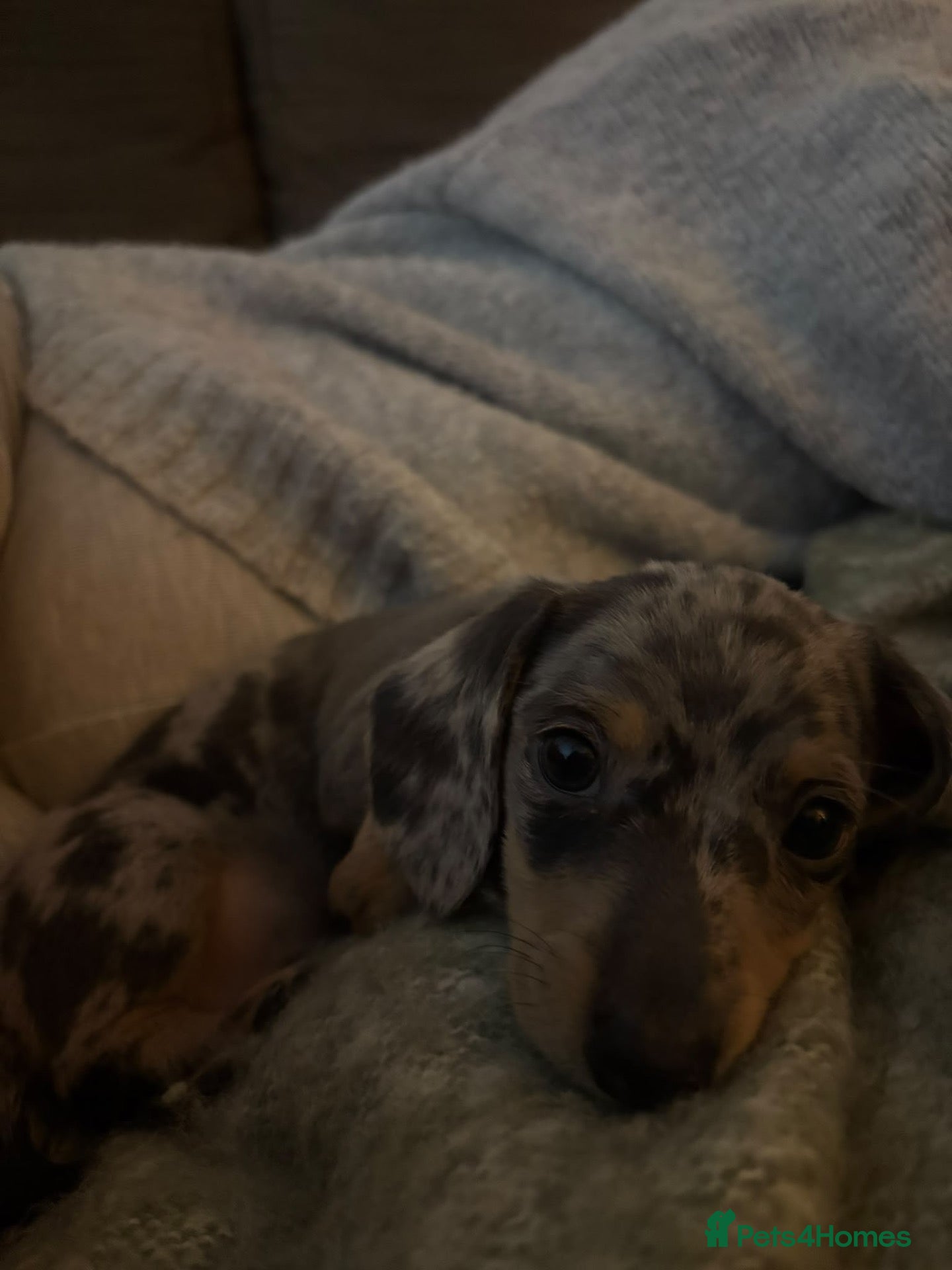 Miniature Dachshund dogs miniature dapple boys  - Advert 1